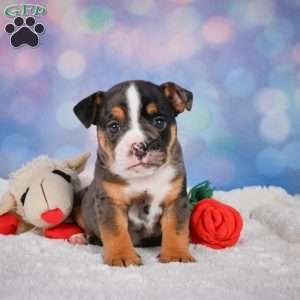 Mia, Miniature Bulldog Puppy